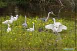 Aigrette garzette